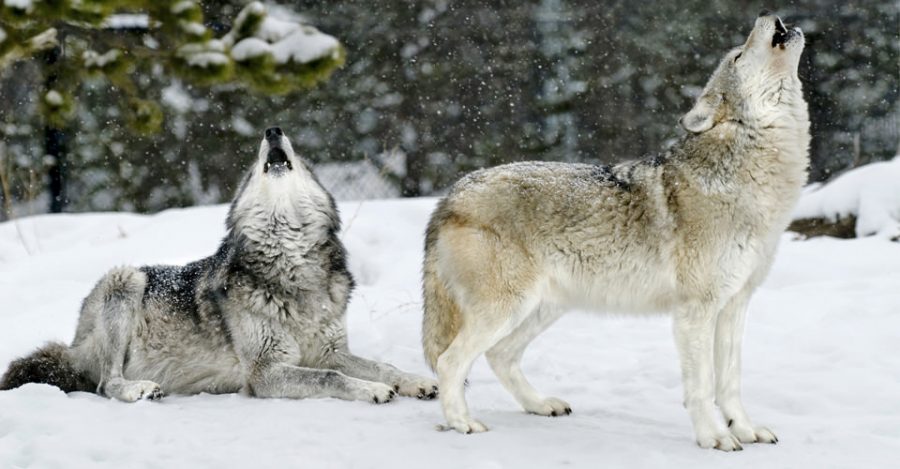 Since wolves were re-introduced to the Greater Yellowstone Ecosystem, the species has been able to thrive. Management of the wolves, however, now lies with the state and not the federal government.