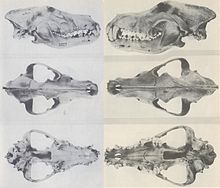 Skulls on the left are of the Northern Rocky Mountain 
Wolf, while those on the right are of the McKenzie Valley Wolf.