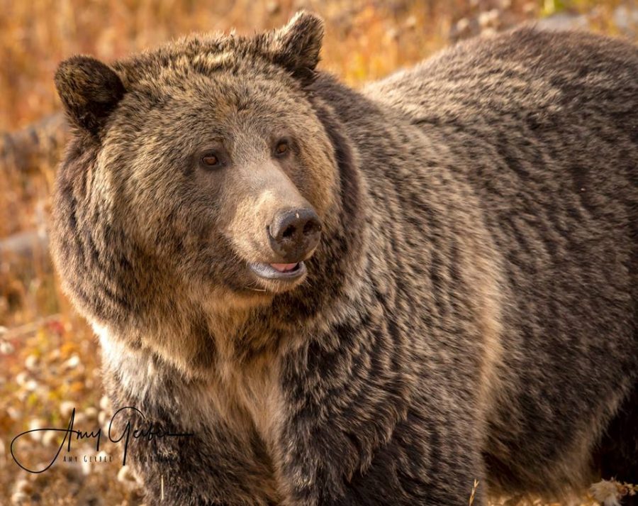 The grizzly bear "Raspberry" was photographed by Amy Gerber of Cody in early October.