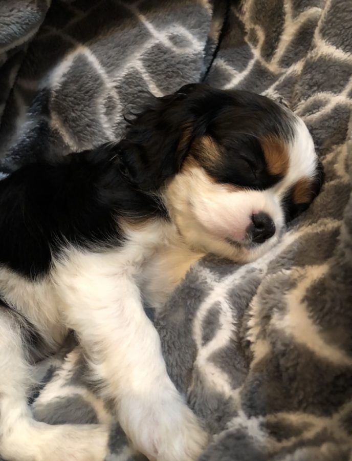 Devons new puppy, Frankie, sleeps peacefully while thinking of all the toys she will get for Christmas this year