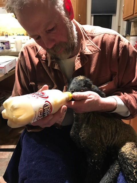 Reagan Smith bottle feeds a baby lamb.
