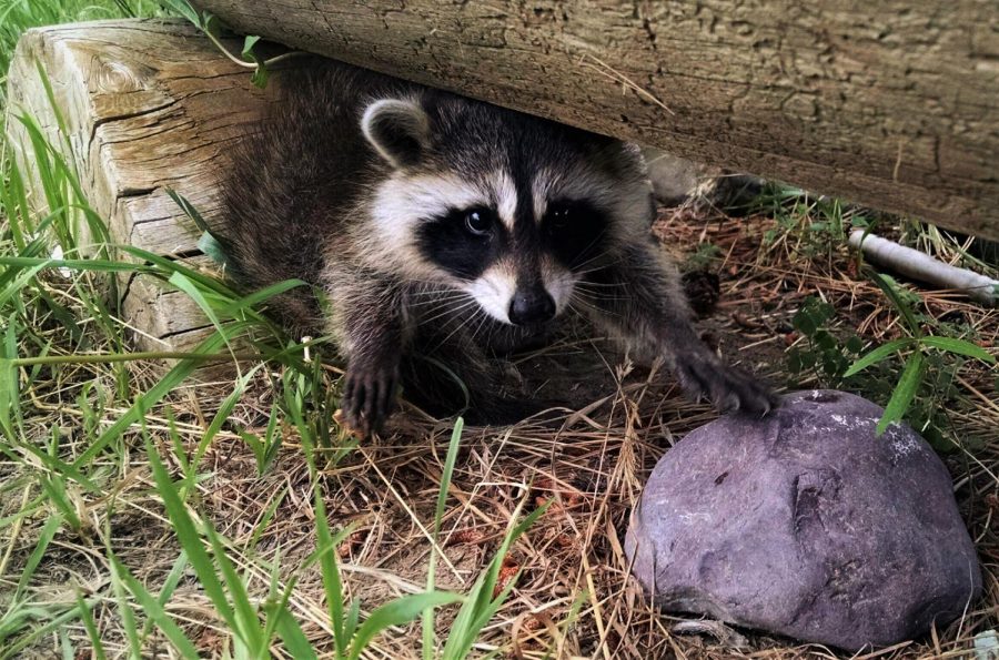 Sophomore Megan Cotter’s raccoon, Blink, poses for a snapshot. 
