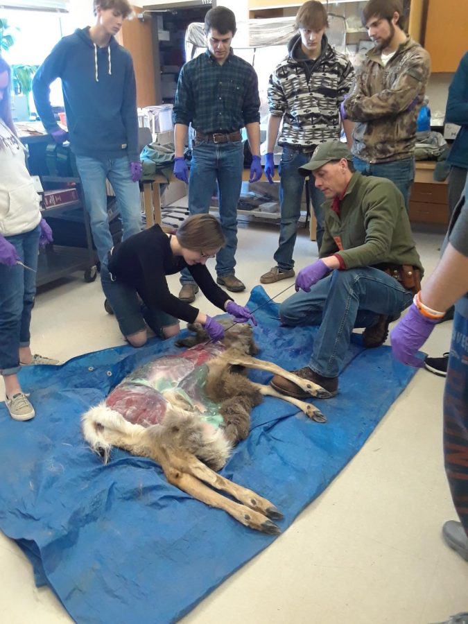 Mrs. Wendy Smiths natural resources classes perform a necropsy on a buck with the assistance of officers from the Wyoming Game and Fish Department. 