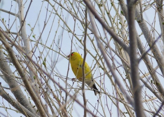 The subject of much ferocious debate, a bird of questionable authenticity perches on a branch.