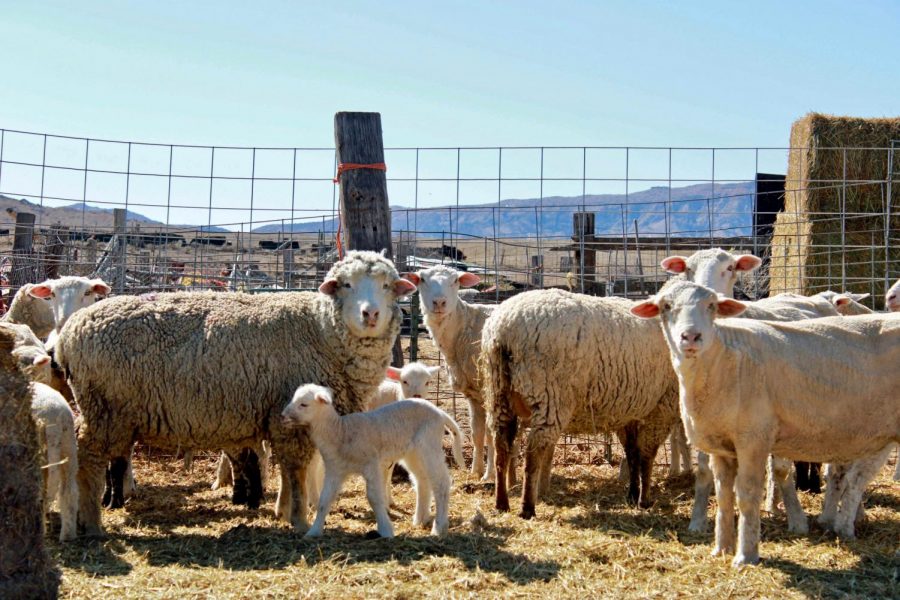 Sheep at the Schatz’s ranch last March. Agriculture and livestock, like these sheep, are a big part of Wyomings economy.