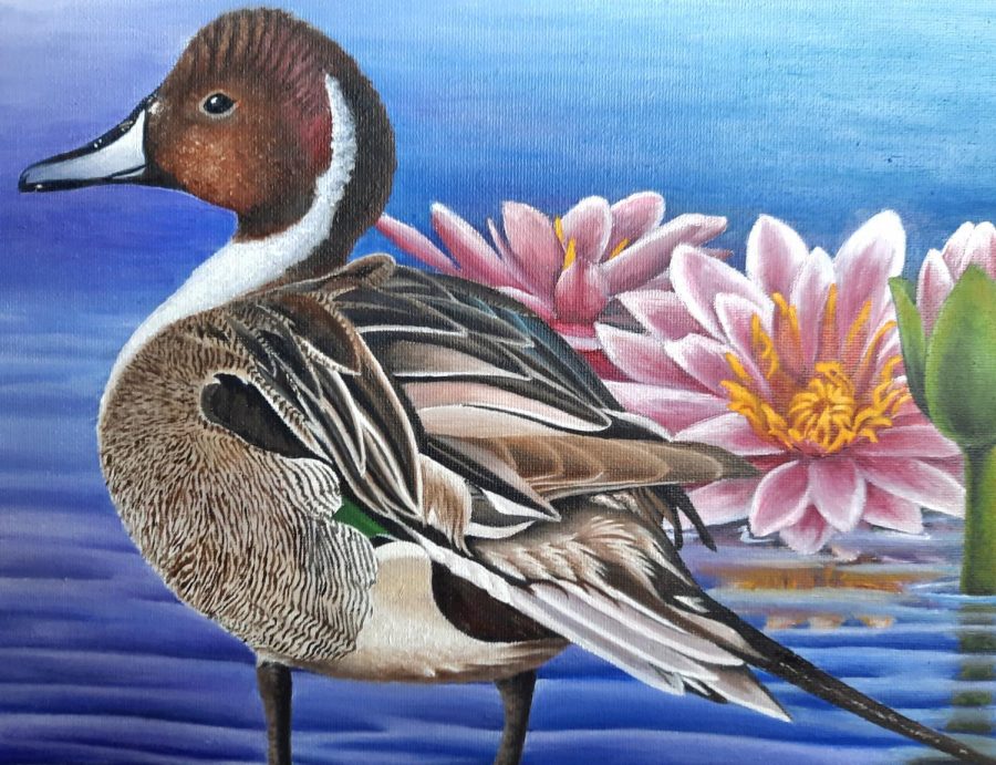 Displayed in the picture is the duck stamp winning painting by Brianna Evelo. 