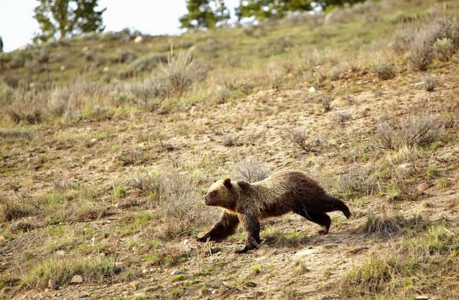 A grizzly bear charges down a hill in Sunlight Basin, northwest of Cody. Many precautions can be taken to avoid dangerous situations with grizzlies and other bears that populate Wyoming.