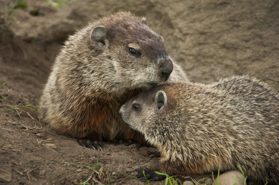 The Brookhaven National Laboratory is a host for groundhogs and other varieties of animals. From left, both an adult and junior groundhog are seen by Lab’s Berkner Hall in New York. 
