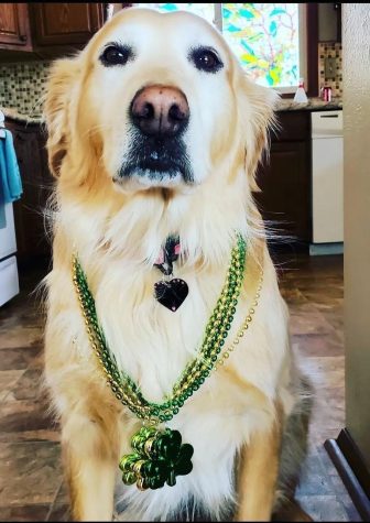 Sophomore Liz Peterson’s dog, Dixie, is shown dressed up for St. Patrick’s Day.