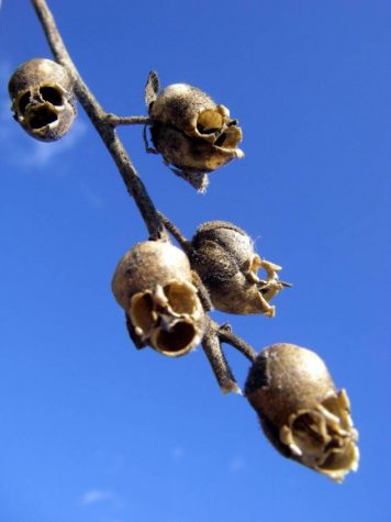 Snapdragons are gorgeous summertime flowers, but when they die their dried petals resemble human skulls.
