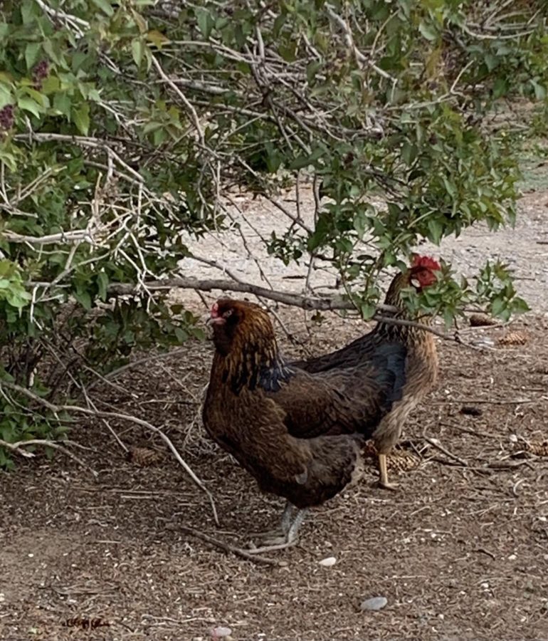 Free-range chickens are less likely to contract the disease since they’re not in close contact with other birds, but they’re still susceptible.