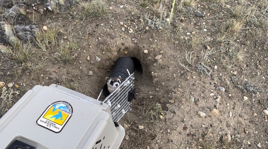 Newly nicknamed Winston, this black footed ferret poked his head up one last time before he retreated into his new home.