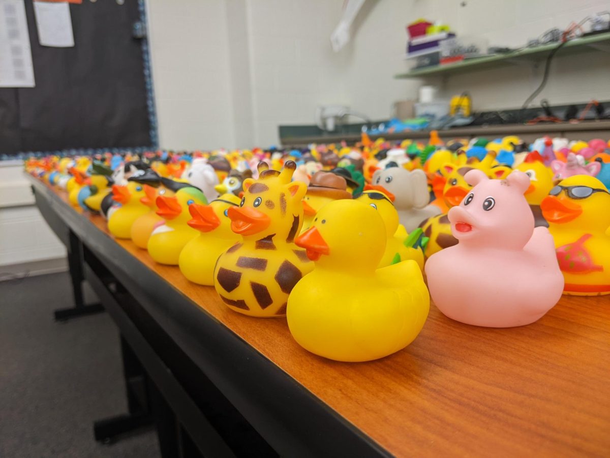 Hundreds of rubber ducks are lined up, waiting to be sold.