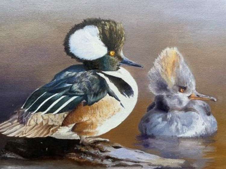 The hooded merganser was Petrie’s choice of duck. She favored its fluffy feathers and atypical features.