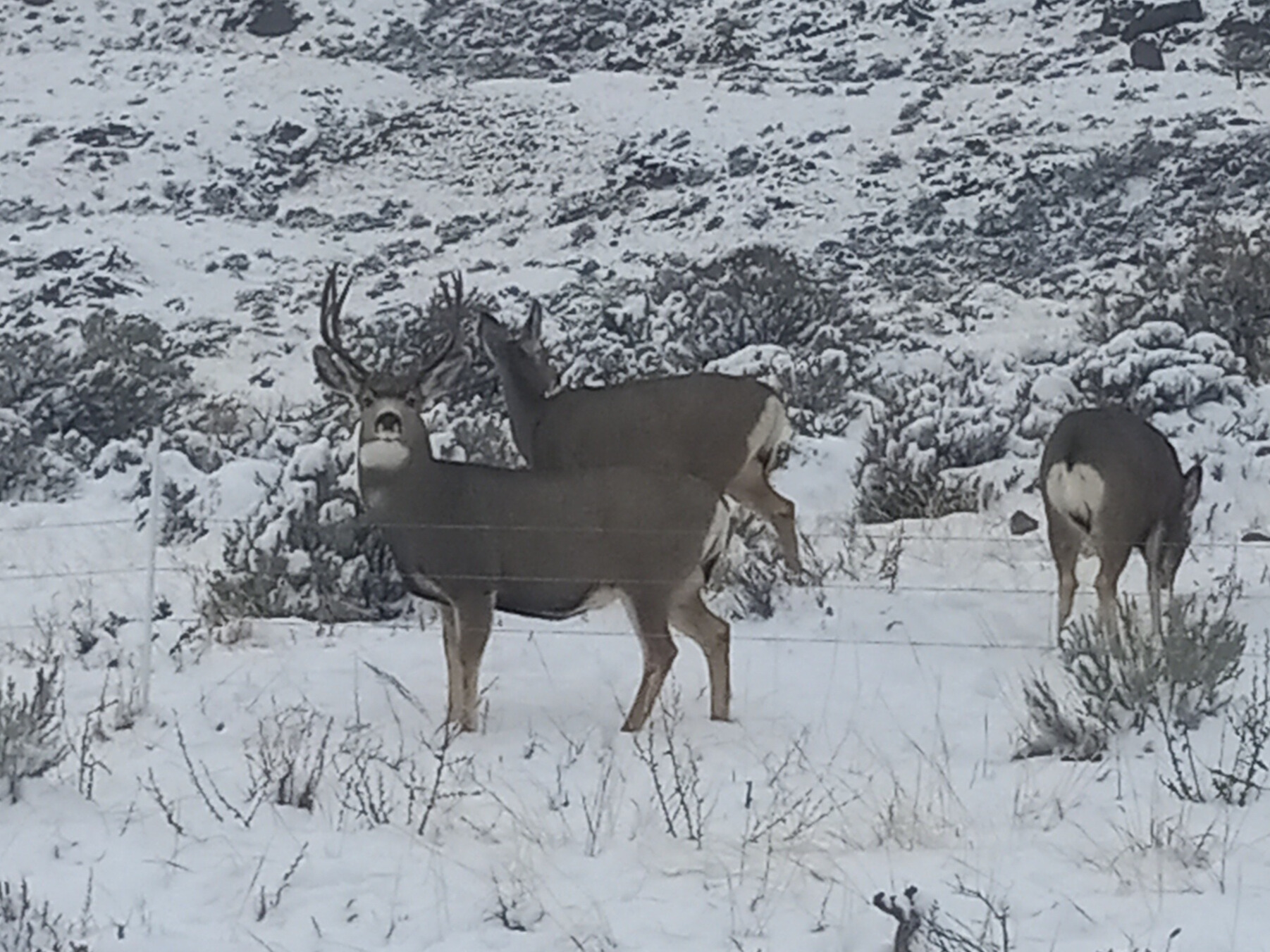 A healthy-appearing mule deer last season; he could have been harboring a fatal disease.