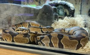 This ball python, affectionately known as Joey, is available for purchase at PetCo. in Billings.